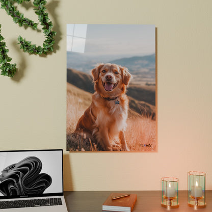 Golden Explorer - Fr4meX